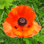 fotografische Nahaufnahme einer roten Blüte von Klatschmohn. Die Blütenblätter sind geöffnet und in der Mitte ist der braun-violette Blütenkopf zu sehen. Auf den unteren Blütenblättern ist ein gelber Schimmer zu sehen. Um die Blüte herum sieht man Gras und Grünzeug