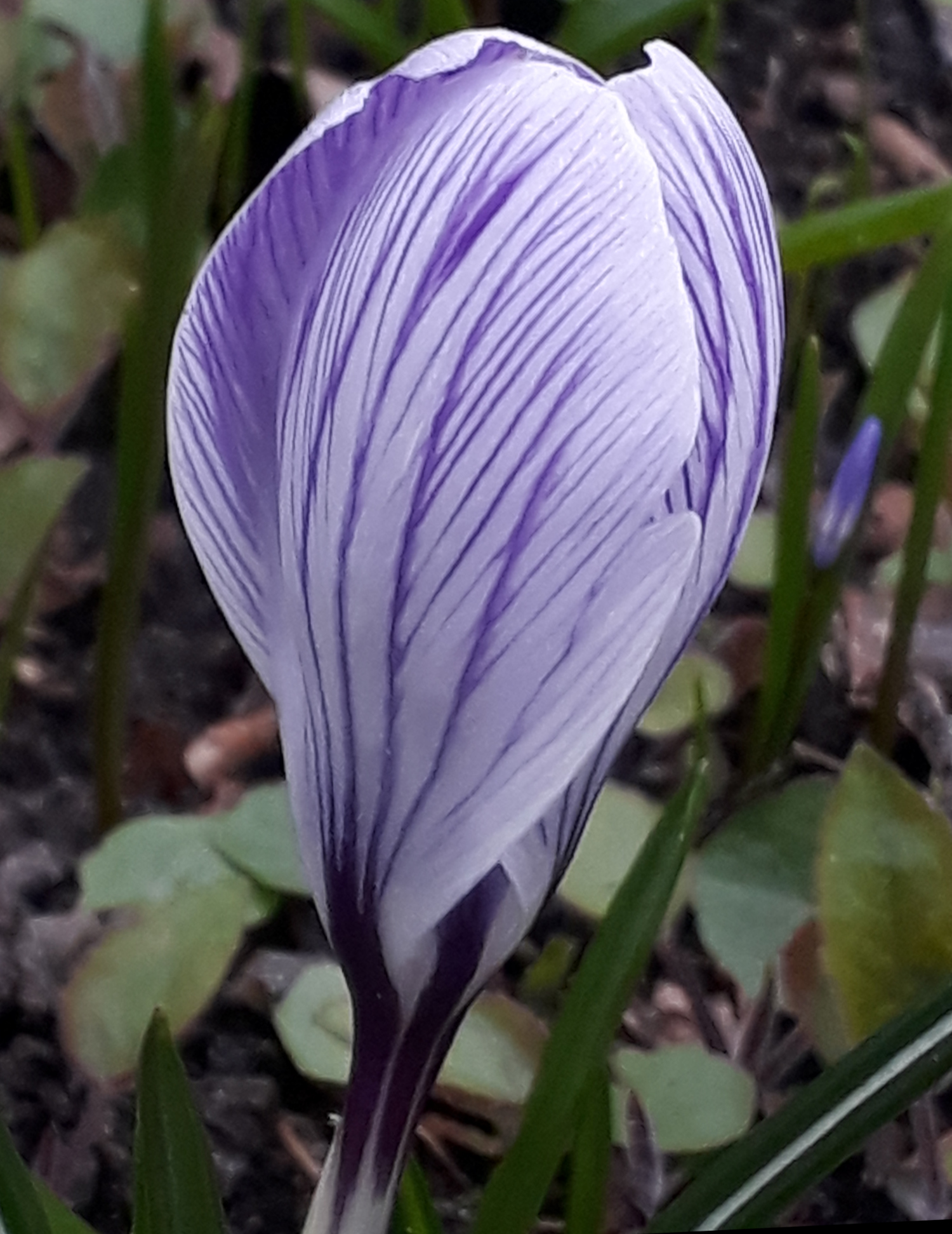 Image hover effect image