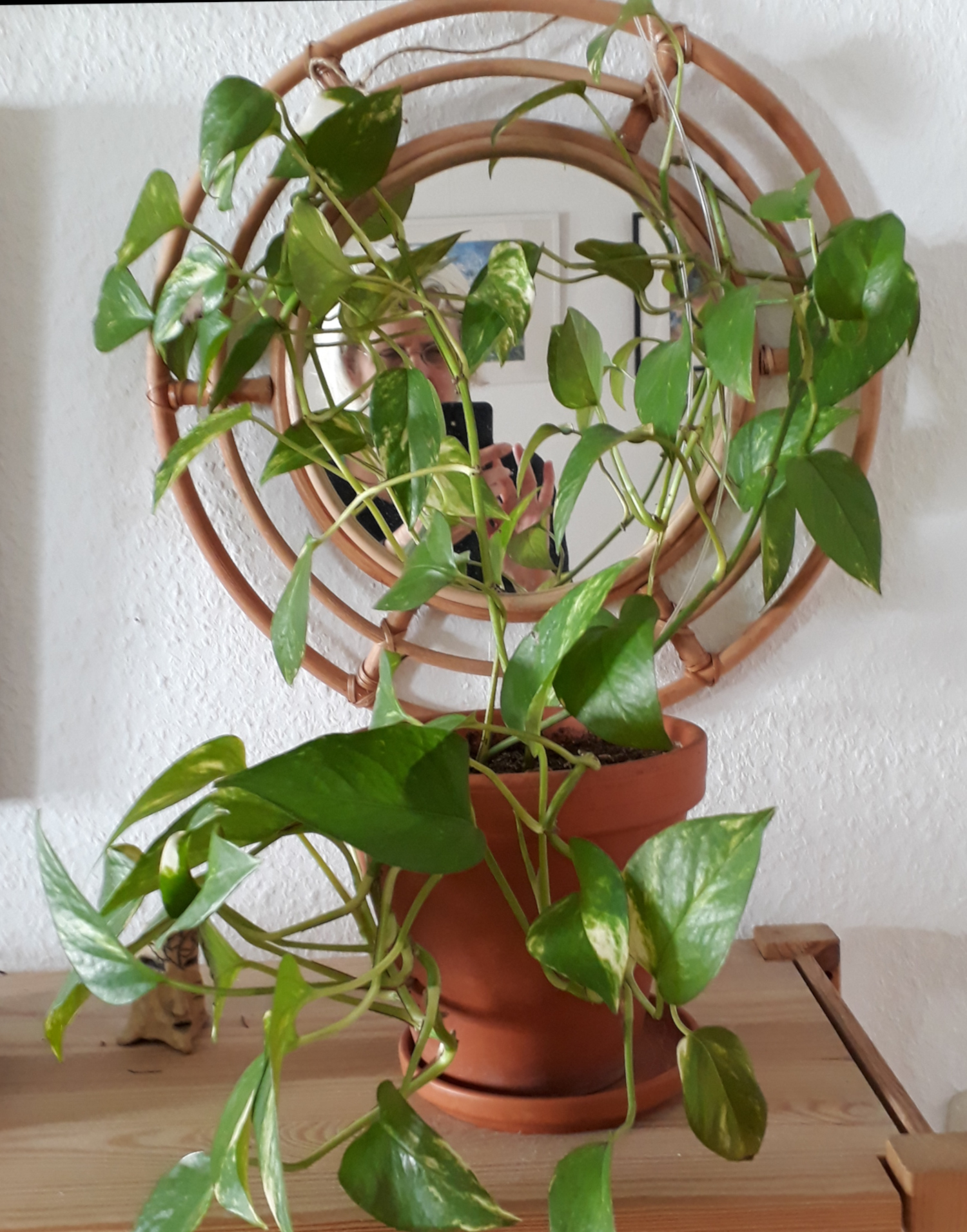 Image hover effect image